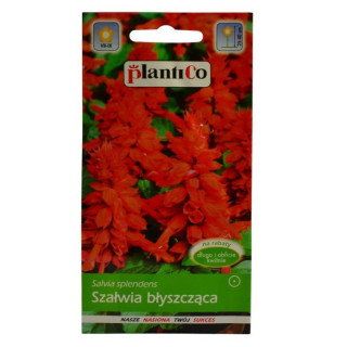 Nasiona Szałwia błyszcząca czerwona 0,5g